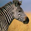草原斑马的头像