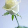   雾里看花的头像
