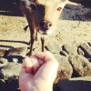 李开心[苹果].的头像