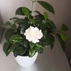 茜茜的头像