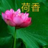 荷香的头像