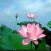 A出水芙蓉的头像