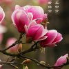微风细雨的头像