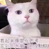 sky。的头像