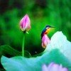 清泉~的头像