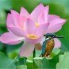 冰心的头像