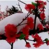 ☆踏雪寻梅☆拒k币的头像