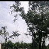 清凉一夏的头像