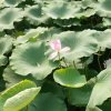 相识是缘的头像