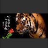 心有猛虎、细嗅蔷薇的头像