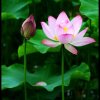 七月荷花的头像