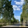 黑色曼陀罗的头像