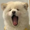 （伪善人）沈笑☜@沂凡（永伴沂凡）的头像
