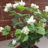 清香茉莉花的头像