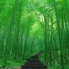 竹林听雨的头像