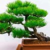 松柏长青的头像
