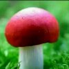 一只舟【草原雄鹰】…的头像
