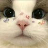 棉落๑的头像