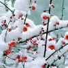 雪儿的头像