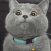  Cat Lin的头像