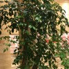 水滴花瓣的头像