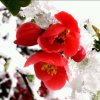 踏雪寻梅的头像