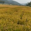 平淡的头像