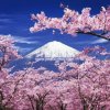 @@樱花雨的头像