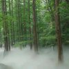 子牛的头像