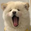 音忆伊溪玥的头像