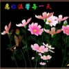 小花的头像
