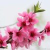 桃花阁（拒加微信）的头像