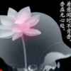 为爱守候的头像