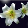 百合花的头像