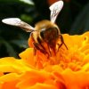 小蜜蜂&$孟～작은꿀벌的头像