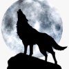 云歌狼嚎的头像