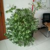 平凡的世界的头像
