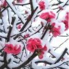 傲雪红梅的头像