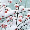 踏雪寻梅：暂忙的头像