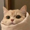 ⁽˙⁸˙⁾ʹ飘呐呐的头像