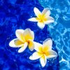 忍者的头像