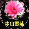 冰山雪莲的头像