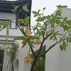 林中鸟的头像