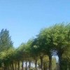 雨中漫步的头像