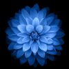 蓝莲花的头像