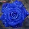 蓝玫瑰的头像