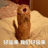 喵了个喵咚的头像