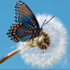 单只蝴蝶的头像