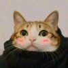 猫忘了魚尾纱……的头像