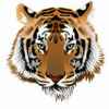 东北虎的头像